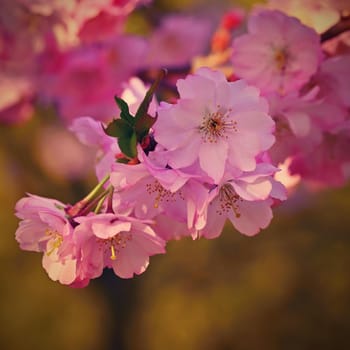 Spring background. Beautiful flowering tree with natural colors. Beautiful spring morning with the rising sun.