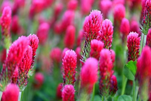 Beautiful blooming red clover in the field. Natural colorful background.
