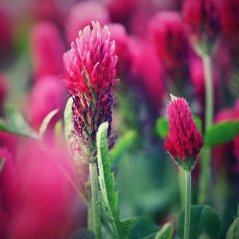 Beautiful blooming red clover in the field. Natural colorful background.