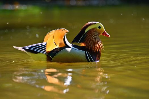 Beautiful mandarin ducks. Animals in the wild. Natural colorful background.