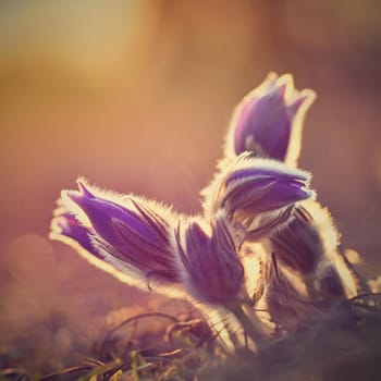 Spring flower. Nature with meadow and sunset. Seasonal concept for springtime. Beautifully blossoming pasque flower and sun with a natural colored background. (Pulsatilla grandis)