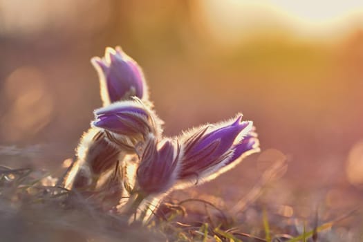Spring flower. Nature with meadow and sunset. Seasonal concept for springtime. Beautifully blossoming pasque flower and sun with a natural colored background. (Pulsatilla grandis)