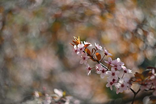 Springtime. Beautifully blossoming tree branch. Japanese Cherry - Sakura and sun with a natural colored spring background.
