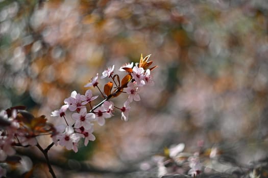Spring blossom background. Beautiful nature scene with blooming cherry tree - Sakura. Orchard Abstract blurred background in Springtime.