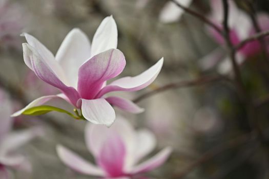 Beautifully blooming spring magnolia tree.