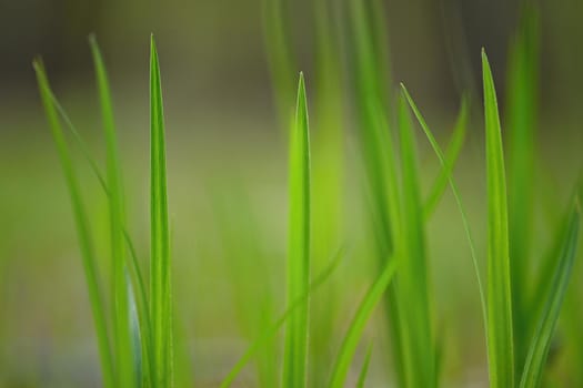 Beautiful natural green grass background.