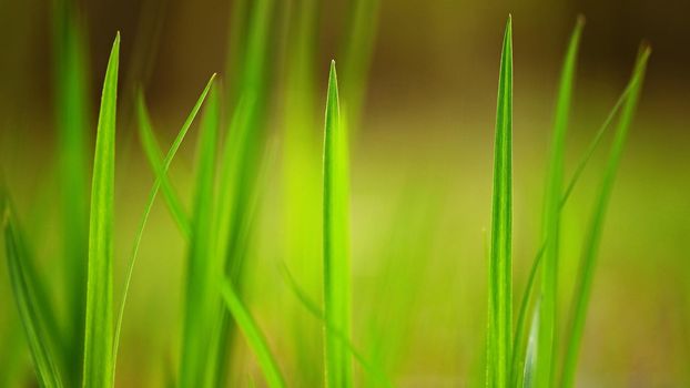 Beautiful natural green grass background.