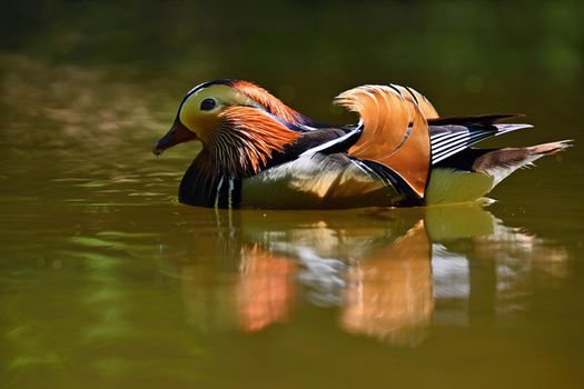 Beautiful mandarin ducks. Animals in the wild. Natural colorful background.