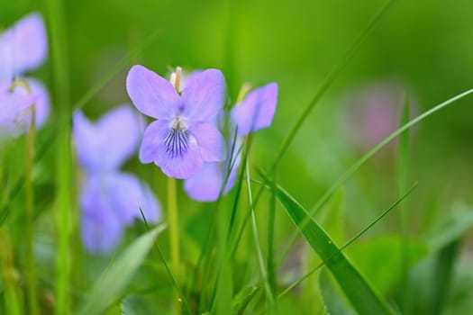Beautiful spring purple flowers in the grass. First spring flowers. (Viola odorata)