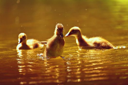 Duckling. Mandarin duckling cub. Beautiful young water bird in the wild. Colorful background.