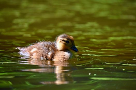 Duckling. Mandarin duckling cub. Beautiful young water bird in the wild. Colorful background.