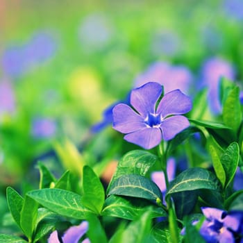 Beautiful purple spring flowers with colorful natural background. Springtime in the grass.