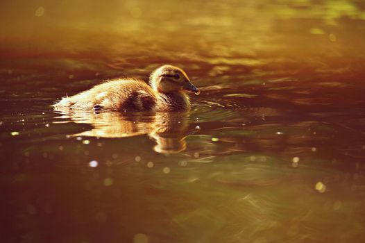 Duckling. Mandarin duckling cub. Beautiful young water bird in the wild. Colorful background.