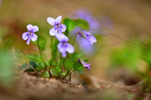 Spring time. Beautiful violet flowering spring flower on a meadow in nature. (Viola odorata)