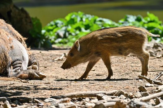 Beautiful little pigs wild in nature. Wild boar. Animal in the forest.