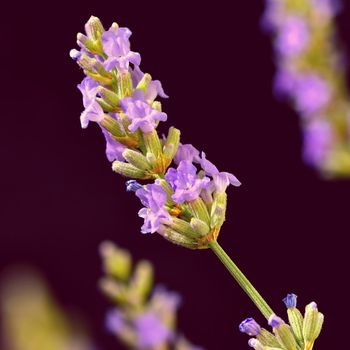 Lavender. Beautifully blooming violet plant - Lavandula angustifolia (Lavandula angustifolia)