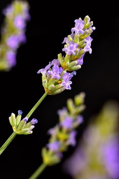 Lavender. Beautifully blooming violet plant - Lavandula angustifolia (Lavandula angustifolia)