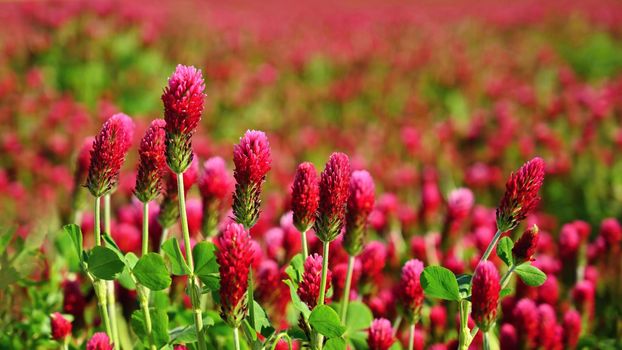 Beautiful blooming red clover in the field. Natural colorful background.