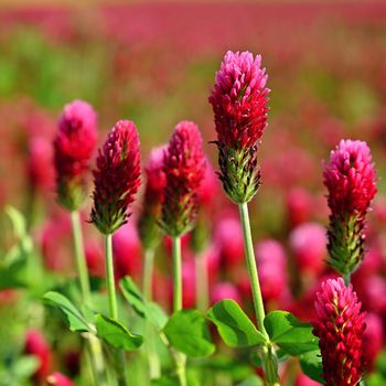 Beautiful blooming red clover in the field. Natural colorful background.