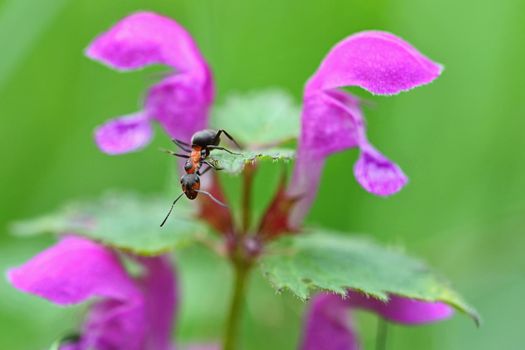 Beautiful macro shot of ant on leaf in grass. Natural colorful background.
