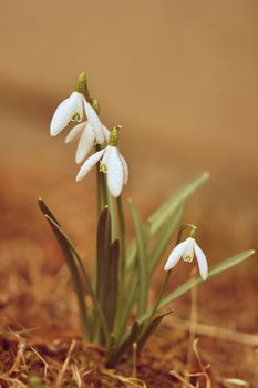 Spring flowers - snowdrops. Beautifully blooming in the grass at sunset. Amaryllidaceae - Galanthus nivalis