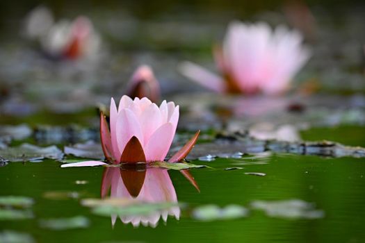 Beautiful blooming water lily plant. Colorful nature background for massage, spa and relaxation.