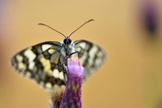 Beautiful colorful butterfly sitting on flower in nature. Summer day with sun outside on meadow. Colorful natural background. Insects (Melanargia galathea)