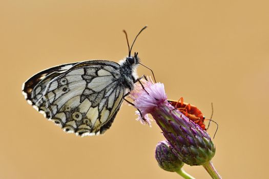 Beautiful colorful butterfly sitting on flower in nature. Summer day with sun outside on meadow. Colorful natural background. Insects (Melanargia galathea)