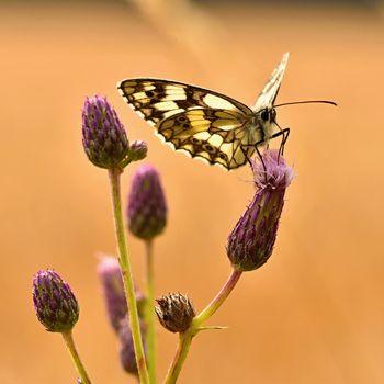 Beautiful colorful butterfly sitting on flower in nature. Summer day with sun outside on meadow. Colorful natural background. Insects (Melanargia galathea)