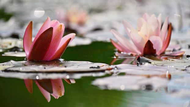 Beautiful blooming water lily plant. Colorful nature background for massage, spa and relaxation.
