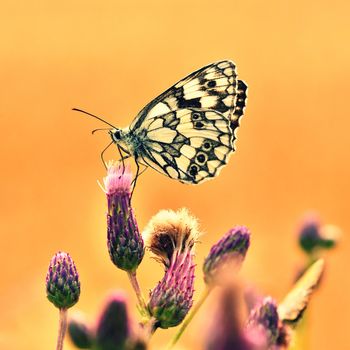 Beautiful colorful butterfly sitting on flower in nature. Summer day with sun outside on meadow. Colorful natural background. Insects (Melanargia galathea)
