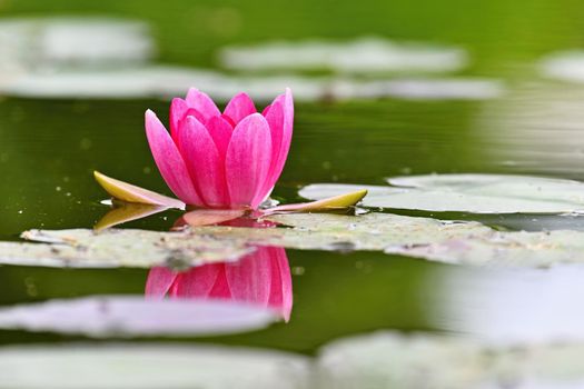 Beautiful blooming water lily plant. Colorful nature background for massage, spa and relaxation.