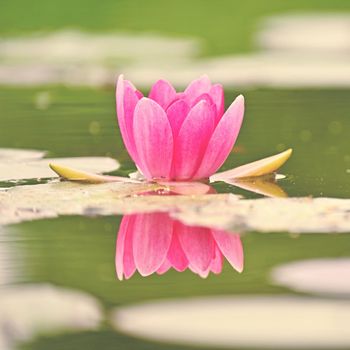 Beautiful blooming water lily plant. Colorful nature background for massage, spa and relaxation.