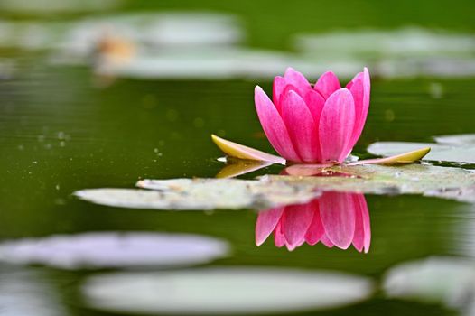Beautiful blooming water lily plant. Colorful nature background for massage, spa and relaxation.