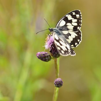 Beautiful colorful butterfly sitting on flower in nature. Summer day with sun outside on meadow. Colorful natural background. Insects (Melanargia galathea)