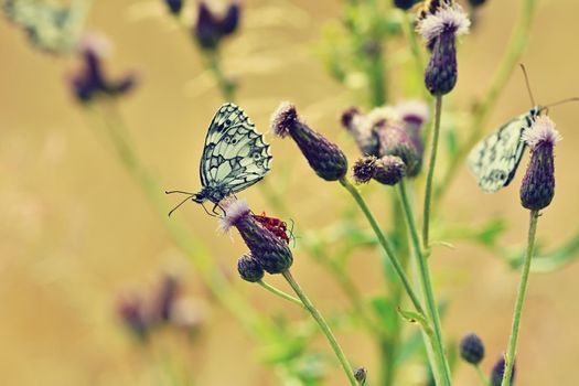 Beautiful colorful butterfly sitting on flower in nature. Summer day with sun outside on meadow. Colorful natural background. Insects (Melanargia galathea)