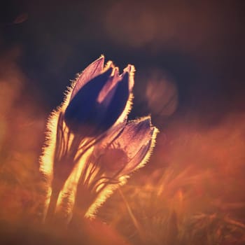 Spring flower. Nature with meadow and sunset. Seasonal concept for springtime. Beautifully blossoming pasque flower and sun with a natural colored background. (Pulsatilla grandis)