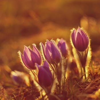 Spring flower. Nature with meadow and sunset. Seasonal concept for springtime. Beautifully blossoming pasque flower and sun with a natural colored background. (Pulsatilla grandis)