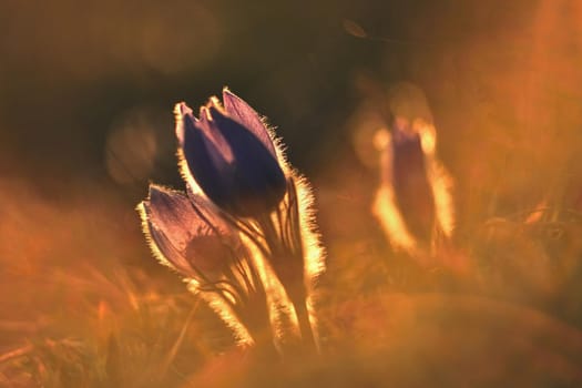 Spring flower. Nature with meadow and sunset. Seasonal concept for springtime. Beautifully blossoming pasque flower and sun with a natural colored background. (Pulsatilla grandis)