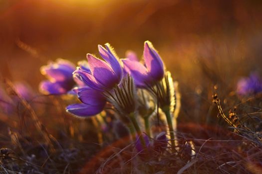 Beautiful violet flowers on a meadow at sunset. Beautiful natural colorful background. Pasque flower (Pulsatilla grandis)