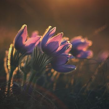 Beautiful violet flowers on a meadow at sunset. Beautiful natural colorful background. Pasque flower (Pulsatilla grandis)