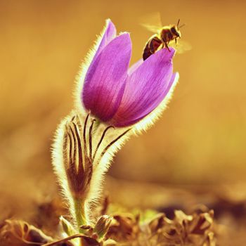 Spring. Beautiful blossoming flower on a meadow with a bee. Natural colorful background for springtime and sunset. Pasque flower (Pulsatilla grandis)