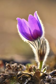 Spring flowers. Beautifully blossoming pasque flower and sun with a natural colored background. (Pulsatilla grandis)