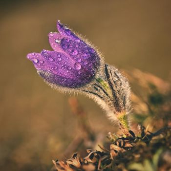 Springtime flower. Beautiful purple little furry pasque-flower. (Pulsatilla grandis) Blooming on spring meadow at the sunset.