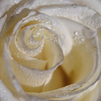 White Rose. Beautiful flower and macro shot with water drops.