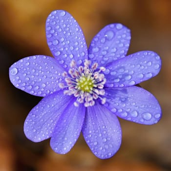 Spring flower. Beautiful blooming first small flowers in the forest. Hepatica. (Hepatica nobilis)