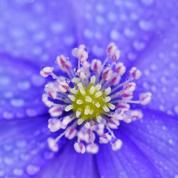 Spring flower. Beautiful blooming first small flowers in the forest. Hepatica. (Hepatica nobilis)