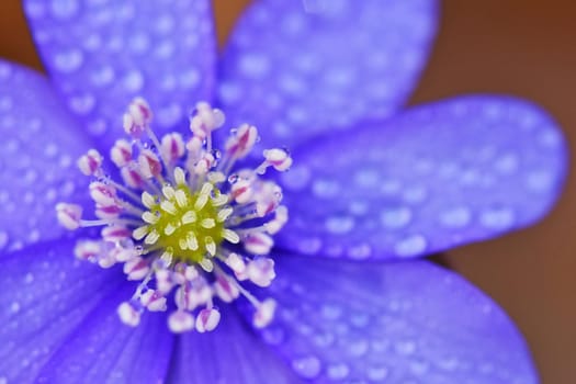 Spring flower. Beautiful blooming first small flowers in the forest. Hepatica. (Hepatica nobilis)