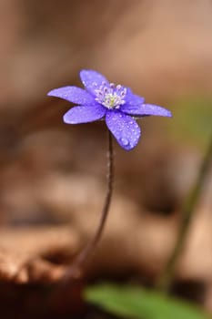 Spring flower. Beautiful blooming first small flowers in the forest. Hepatica. (Hepatica nobilis)