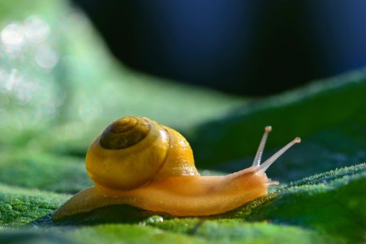 Beautiful macro shot of a snail with a shell